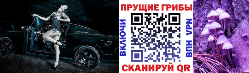 Псилоцибиновые грибы Cubensis  kraken онион  Великий Новгород  магазин   